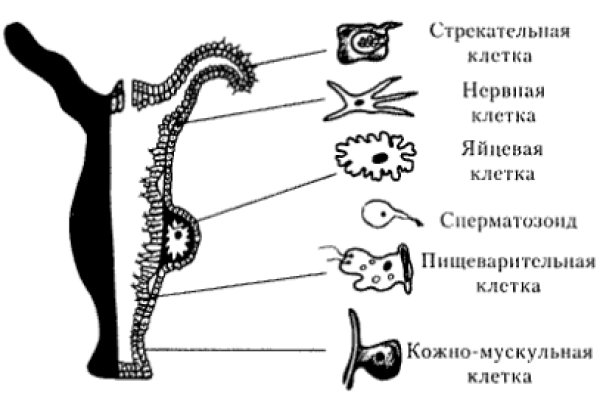 Кракен драг