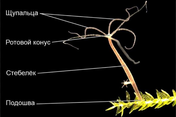 Что с кракеном сегодня сайт